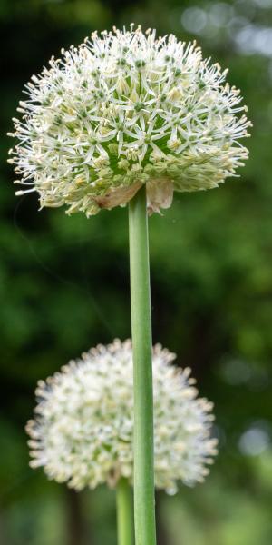 ALLIUM stipitatum 'Mount Everest'