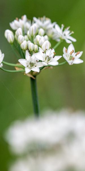 Allium tuberosum Cliffs of Dover ('Ifalcod')