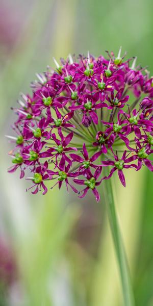 Allium wallichii