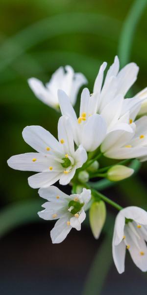 ALLIUM zebdanese