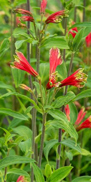 Alstroemeria psittacina