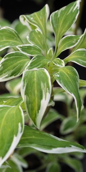 ALSTROEMERIA psittacina 'Royal Star'