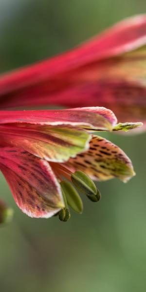 ALSTROEMERIA psittacina 'Royal Star'