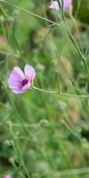 ALTHAEA cannabina