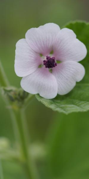 ALTHAEA officinalis