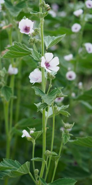 ALTHAEA officinalis