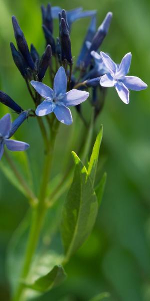 AMSONIA 'Blue Ice'