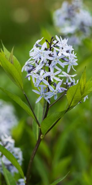 AMSONIA ciliata