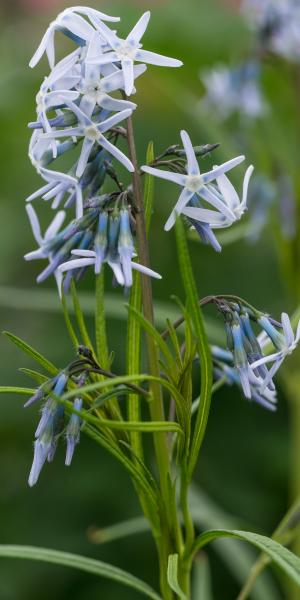 AMSONIA 'Ernst Pagels'