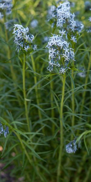 Amsonia hubrichtii