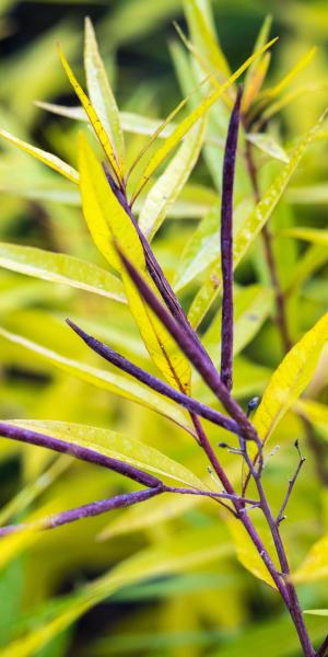 AMSONIA illustris