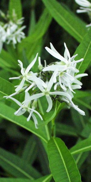 AMSONIA illustris