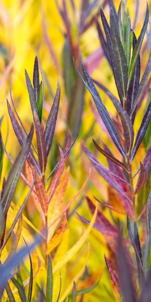 AMSONIA orientalis