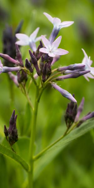 AMSONIA orientalis