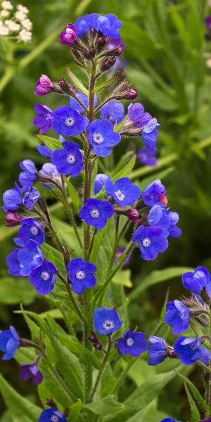 ANCHUSA azurea 'Loddon Royalist'