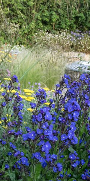 ANCHUSA azurea 'Loddon Royalist'