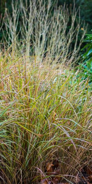 ANEMANTHELE lessoniana (syn. STIPA arundinacea) 