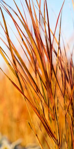 ANEMANTHELE lessoniana (syn. STIPA arundinacea) 