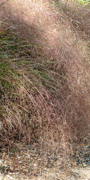Anemanthele lessoniana