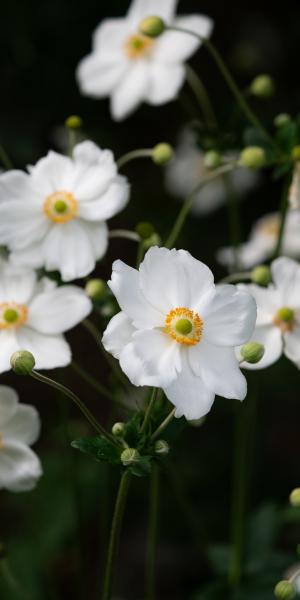 Anemone x hybrida 'Andrea Atkinson'