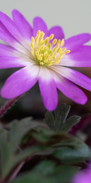 ANEMONE blanda 'Violet Star'