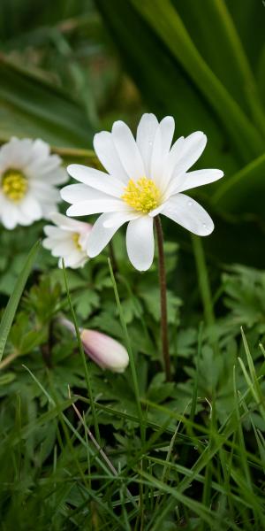 ANEMONE blanda 'White Splendour'