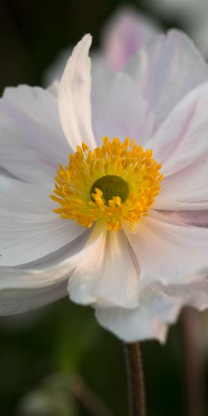 ANEMONE 'Dreaming Swan' 