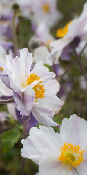 ANEMONE 'Dreaming Swan' 