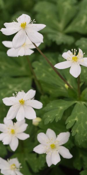 ANEMONE flaccida