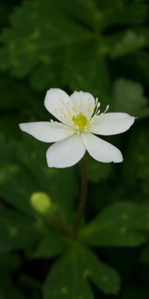 ANEMONE flaccida