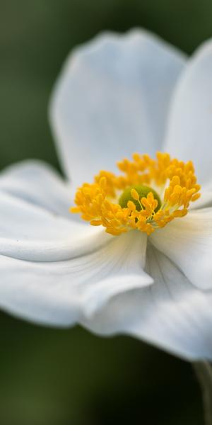 Anemone x hybrida 'Honorine Jobert' 