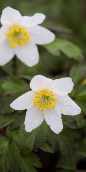 ANEMONE nemorosa