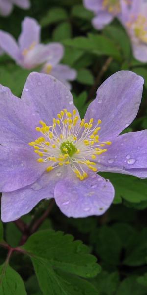 ANEMONE nemorosa 'Bowles Purple'