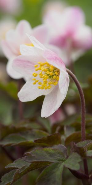 ANEMONE 'nemorosa 'Flushed Rose Pink (Yellow Stamens)'
