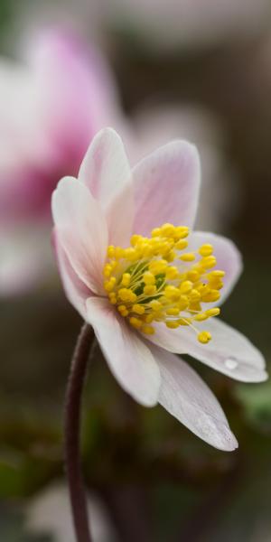 ANEMONE 'nemorosa 'Flushed Rose Pink (Yellow Stamens)'