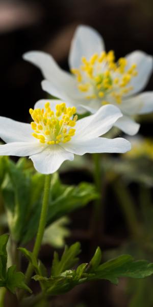 ANEMONE nemorosa 'Lychette'