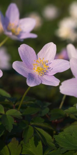 ANEMONE nemorosa 'Robinsoniana'