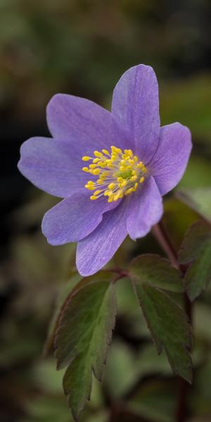 ANEMONE nemorosa 'Royal Blue'