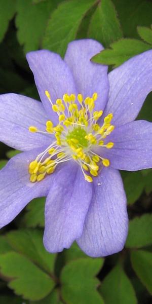 ANEMONE nemorosa 'Royal Blue'