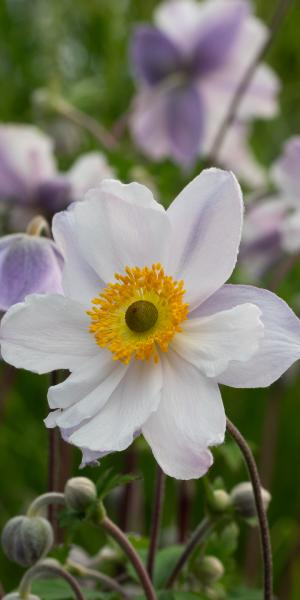 ANEMONE 'Ruffled Swan'