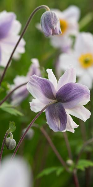 ANEMONE 'Ruffled Swan'