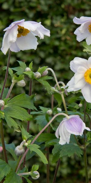 ANEMONE 'Ruffled Swan'