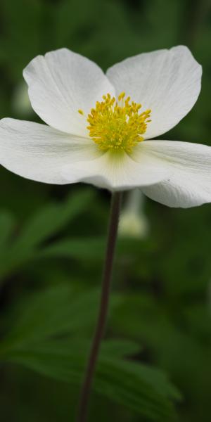 ANEMONE sylvestris