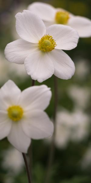 ANEMONE sylvestris