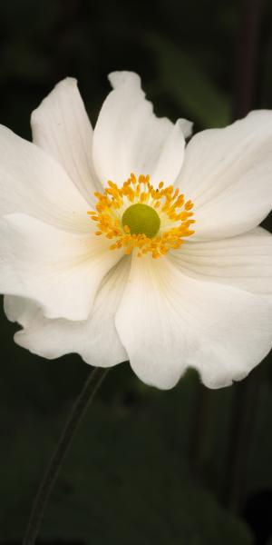 Anemone x hybrida 'Andrea Atkinson'