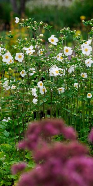 Anemone x hybrida 'Honorine Jobert'  - in full flower on the nursery