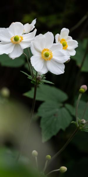 Anemone x hybrida 'Honorine Jobert' 