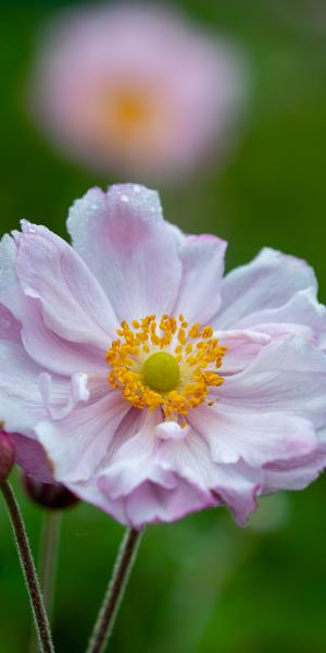 Anemone x hybrida 'Konign Charlotte'