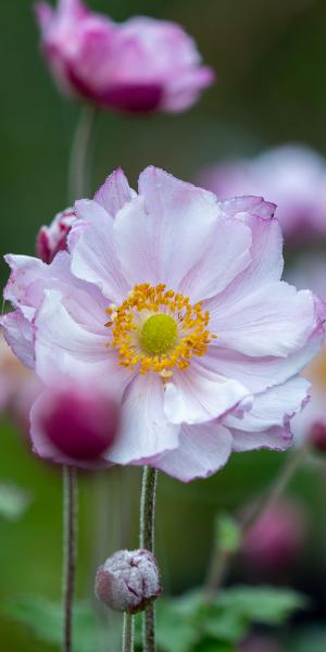 Anemone x hybrida 'Konign Charlotte'