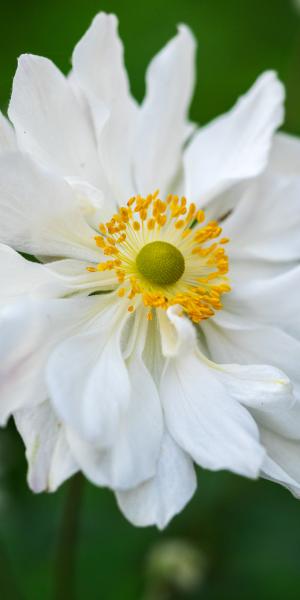 ANEMONEx hybrida 'Whirlwind' 